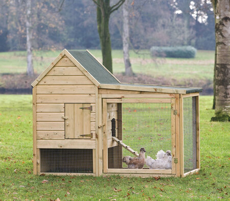 Hühnerstall Wyandotte