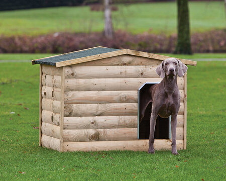 Hundehütte Labrador